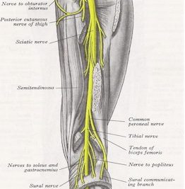 Sciatic Nerve